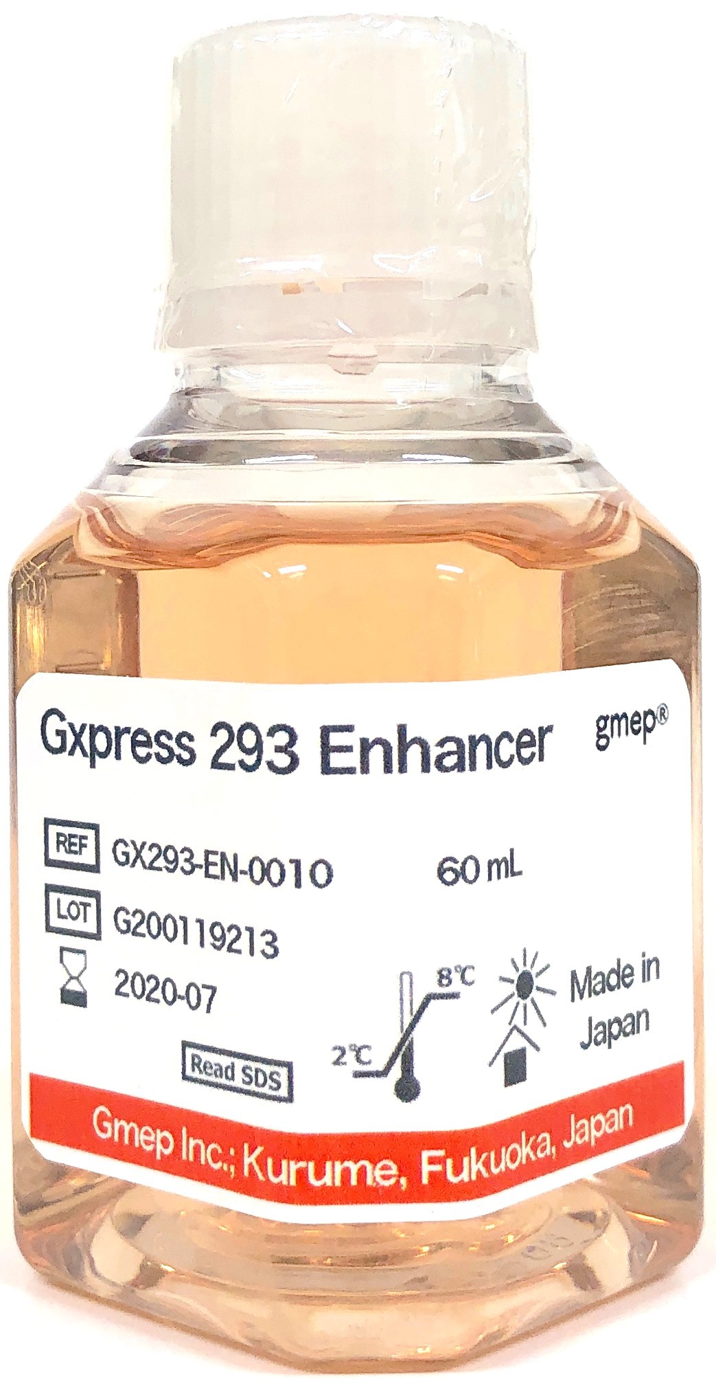 293細胞|トランスフェクション|遺伝子導入