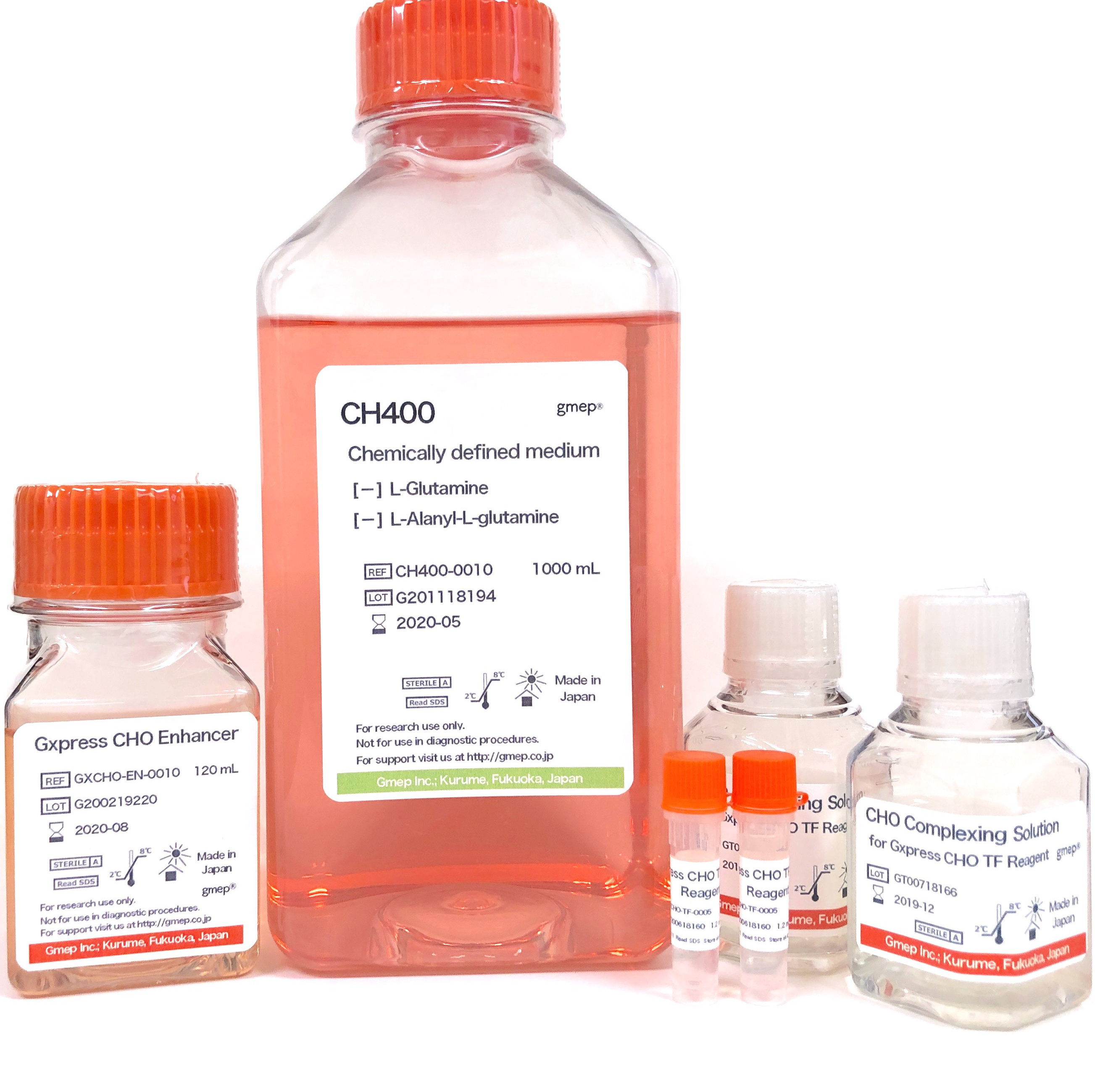 CHO細胞|トランスフェクション|遺伝子導入